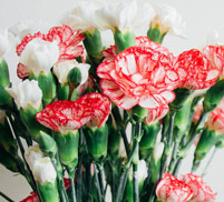 Carnation / Snowdrop