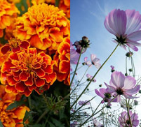 Marigold / Cosmos