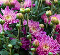 Chrysanthemum