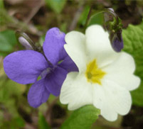 Violet / Primrose