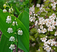 Lily of the Valley / Hawthorn