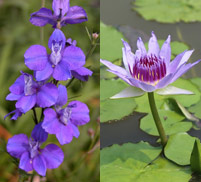 Larkspur / Water Lily