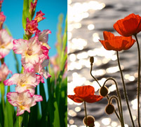 Gladiolus / Poppy