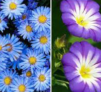 Aster / Morning Glory