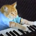 Keyboard Cat goes viral.