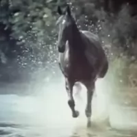 The Adventures of Black Beauty